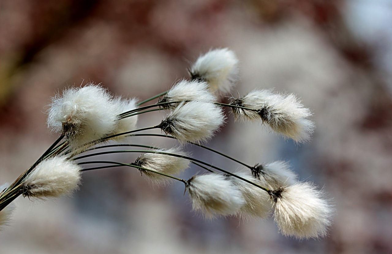 Cotton Collapsing Early on Thursday