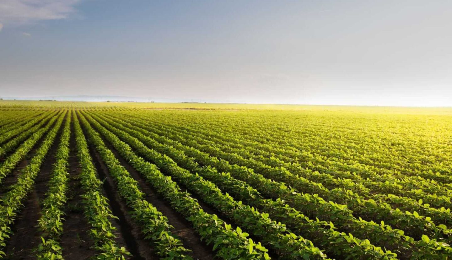 Soybeans Trading with Wednesday Gains Ahead of Trump/Xi Visit