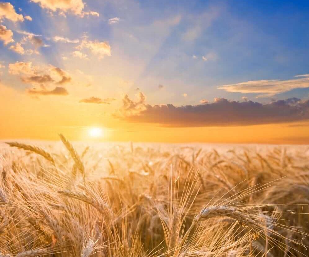 Wheat Slipping Back on Wednesday’s Midday