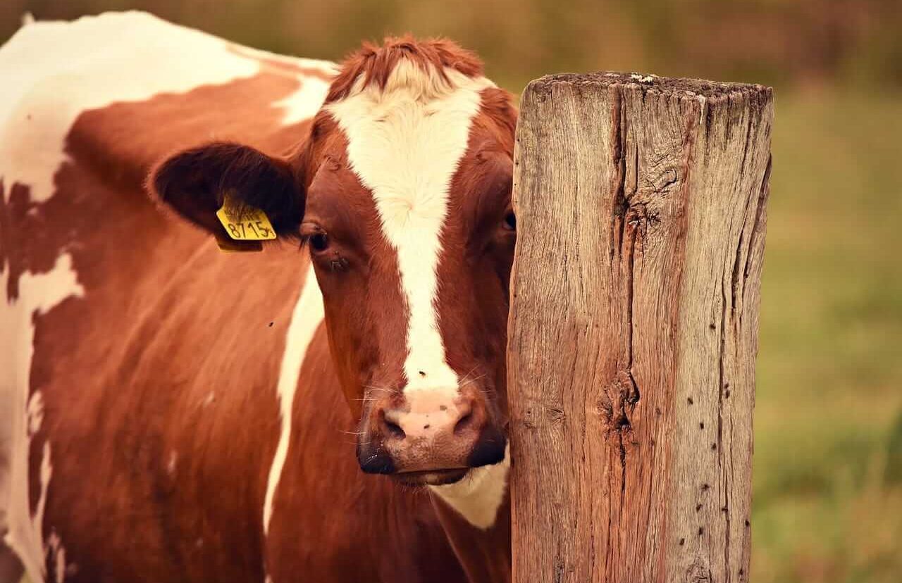 Cattle Posting a Monday Rebound