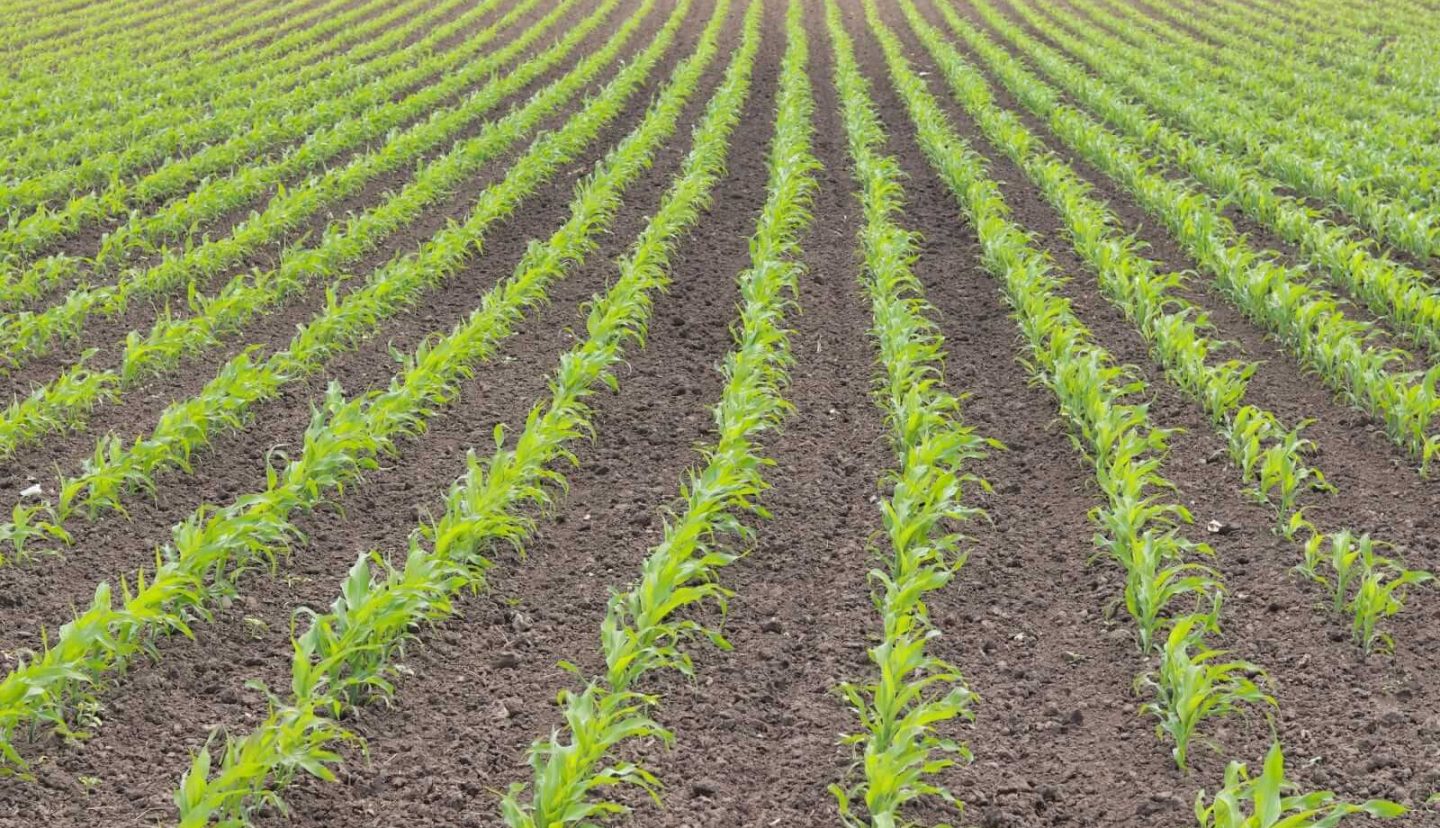 Corn Falling Below $4 on Monday
