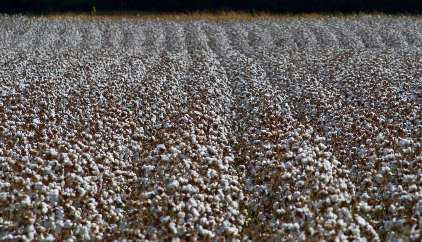 Cotton Holding Firm on Monday