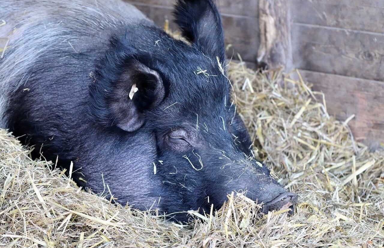 Hog Posting Wednesday Gains Midweek Session