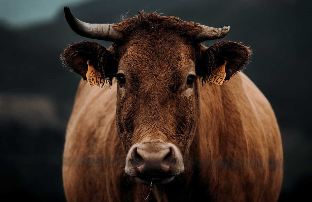 Cattle Continues Slide into the Weekend on Weaker Cash and Beef
