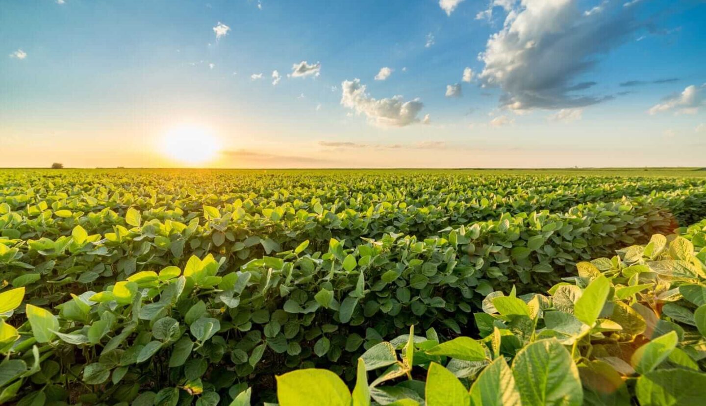 Soybeans Slip into Thursday’s Final Bell
