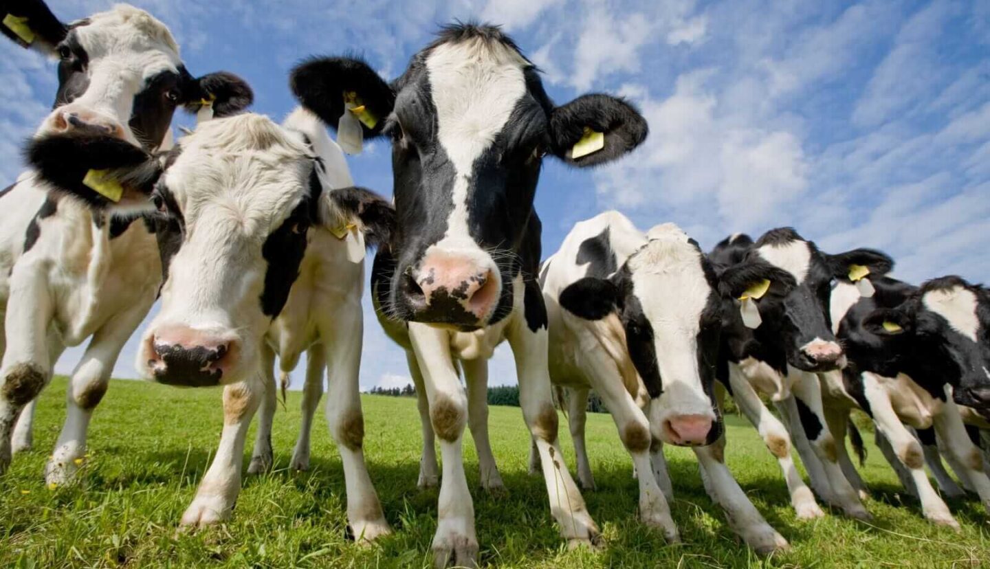 Cattle Fall Back as Another Border Opening Announced