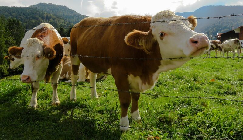 Cattle Rallies on Wednesday | Nasdaq