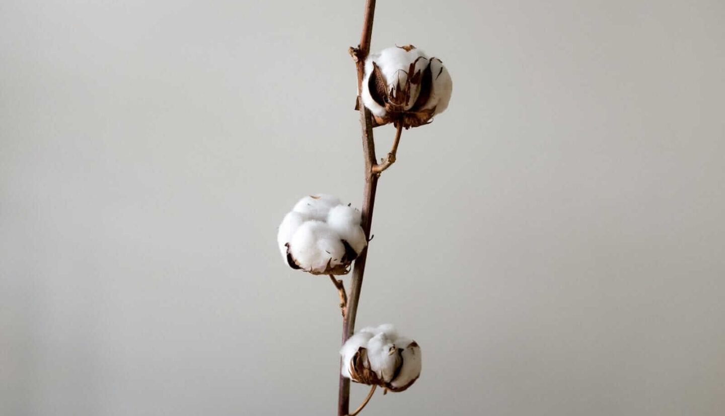 Cotton Fall the 4 Cent Limit on Tuesday